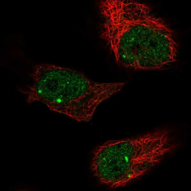 ZBTB5 Antibody in Immunocytochemistry (ICC/IF)