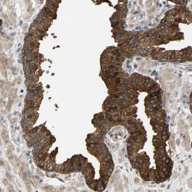 KRTAP27-1 Antibody in Immunohistochemistry (Paraffin) (IHC (P))