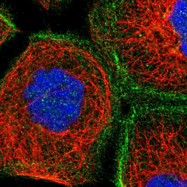 LRCH1 Antibody in Immunocytochemistry (ICC/IF)