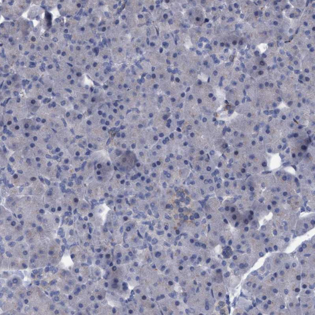 SLC43A2 Antibody in Immunohistochemistry (Paraffin) (IHC (P))
