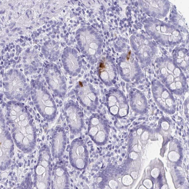 GIP Antibody in Immunohistochemistry (Paraffin) (IHC (P))
