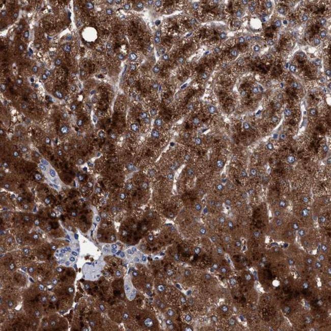 RIBC1 Antibody in Immunohistochemistry (Paraffin) (IHC (P))