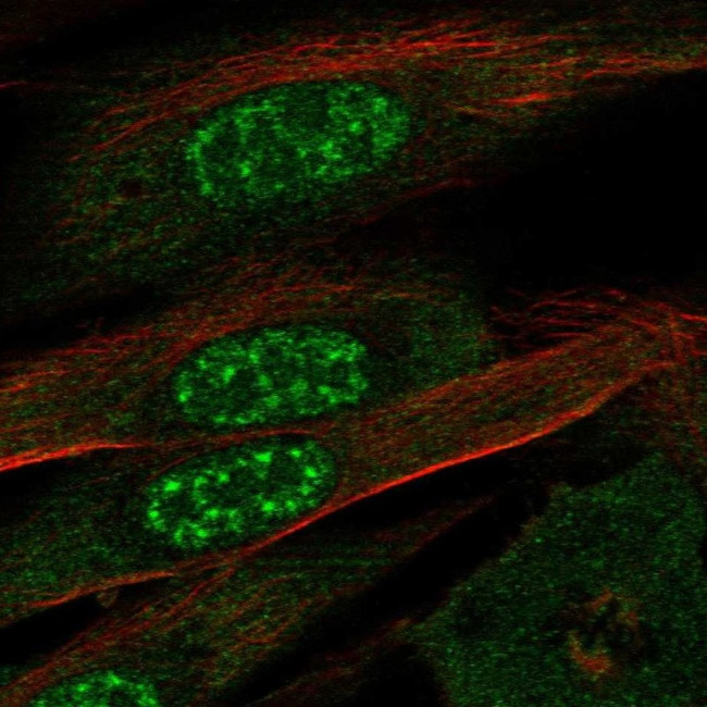 EFCAB13 Antibody in Immunocytochemistry (ICC/IF)