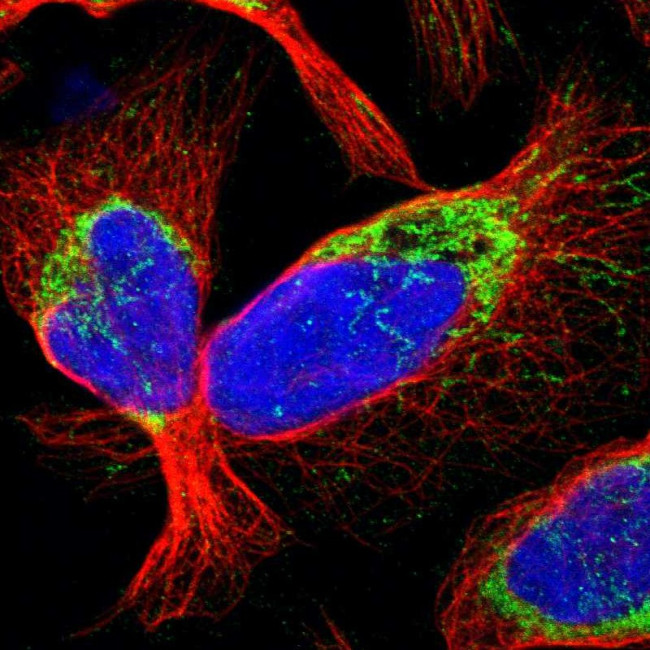CCDC44 Antibody in Immunocytochemistry (ICC/IF)