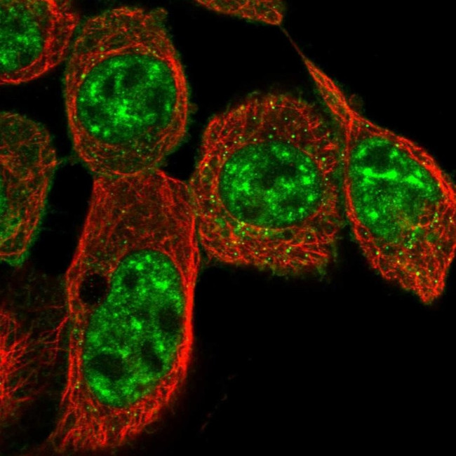 CYSRT1 Antibody in Immunocytochemistry (ICC/IF)