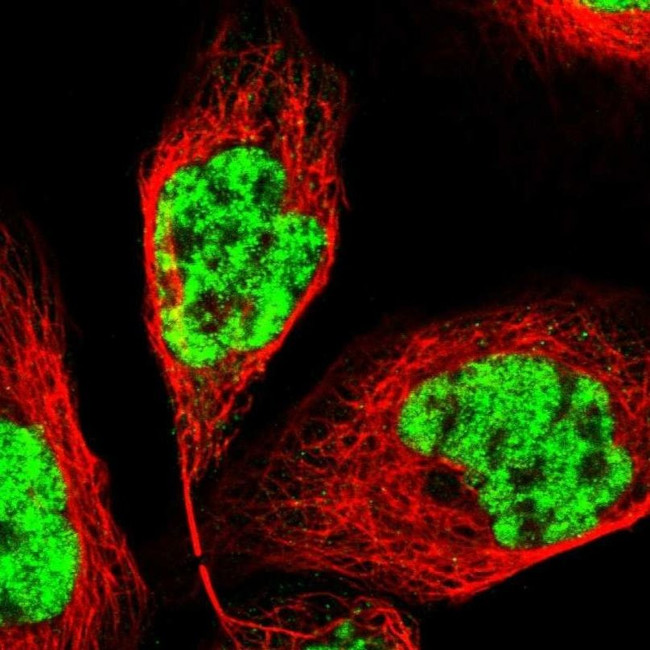 PRPF4 Antibody in Immunocytochemistry (ICC/IF)