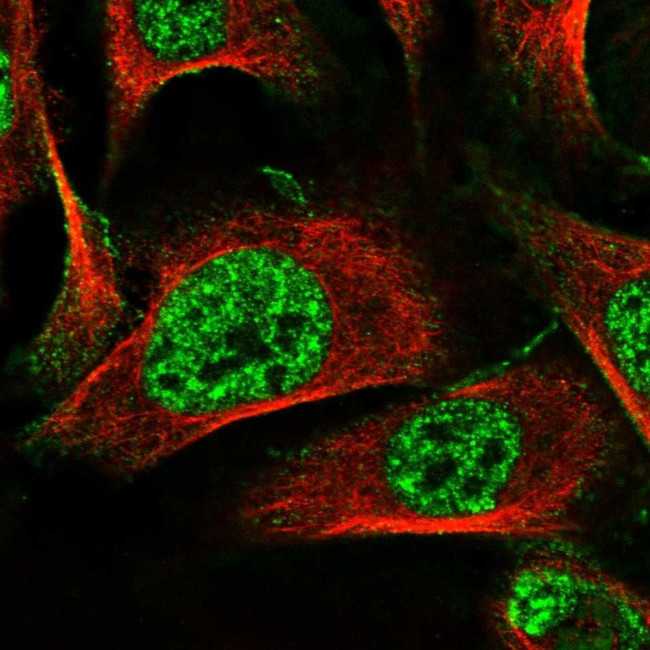 MAMDC2 Antibody in Immunocytochemistry (ICC/IF)