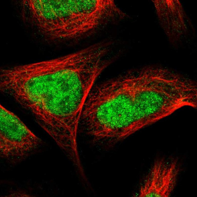 ZNF462 Antibody in Immunocytochemistry (ICC/IF)