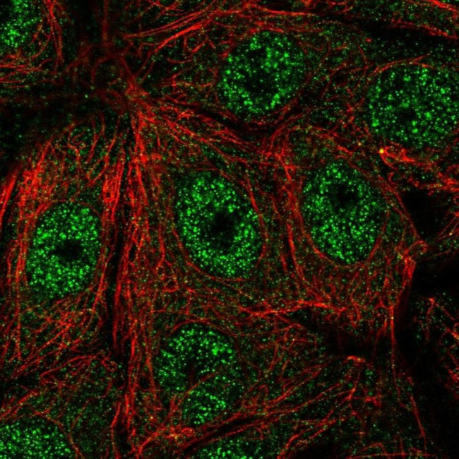 FAM117A Antibody in Immunocytochemistry (ICC/IF)