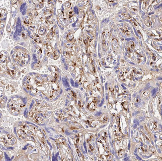 Laminin gamma-3 Antibody in Immunohistochemistry (Paraffin) (IHC (P))
