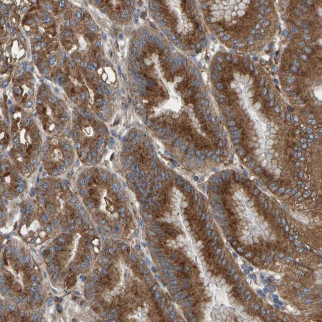 Muskelin Antibody in Immunohistochemistry (IHC)