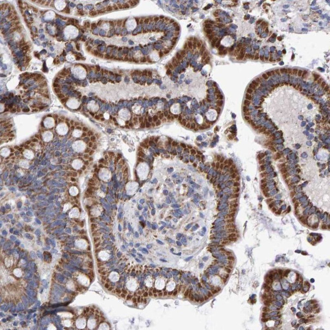 EFR3A Antibody in Immunohistochemistry (IHC)