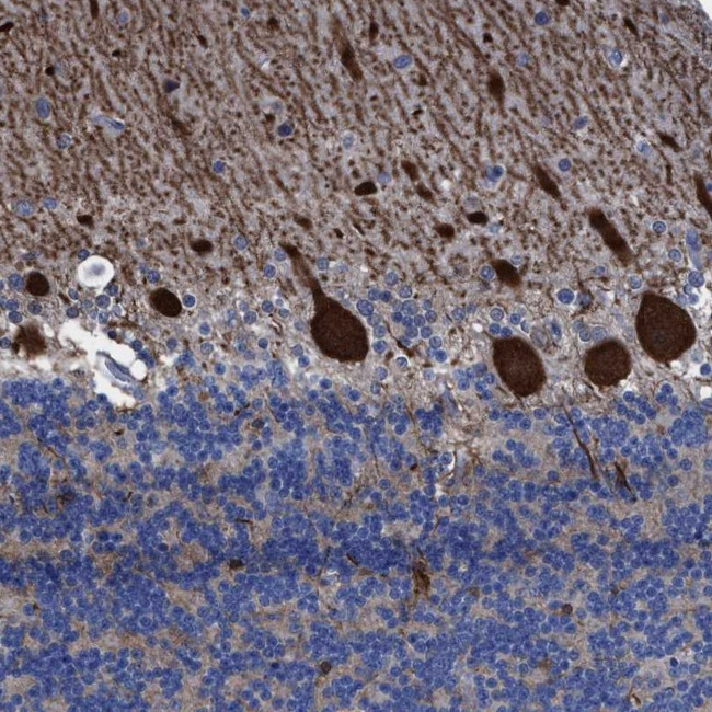 TXNL5 Antibody in Immunohistochemistry (Paraffin) (IHC (P))