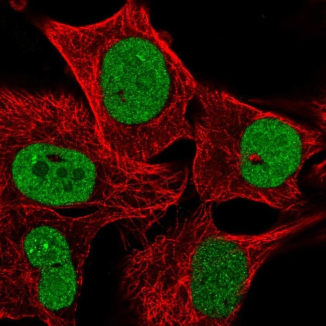 PCTP Antibody in Immunocytochemistry (ICC/IF)