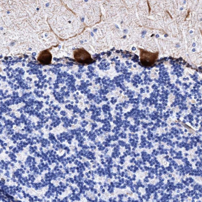 UBALD2 Antibody in Immunohistochemistry (Paraffin) (IHC (P))