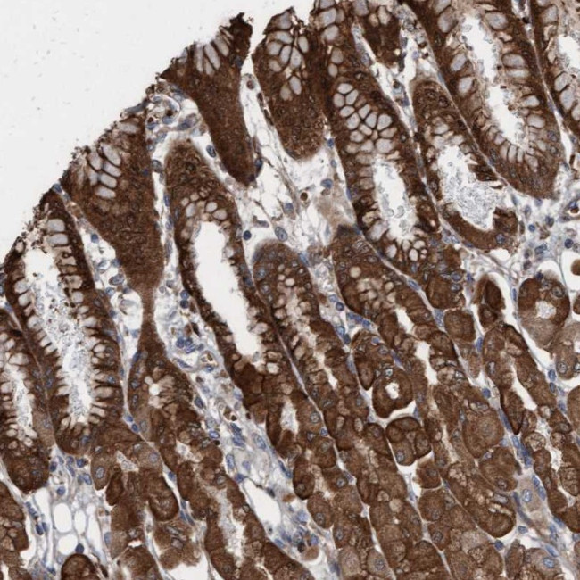 KLHL26 Antibody in Immunohistochemistry (Paraffin) (IHC (P))
