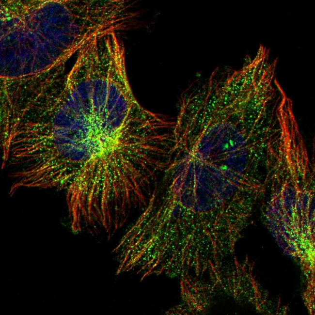 PSMD12 Antibody in Immunocytochemistry (ICC/IF)