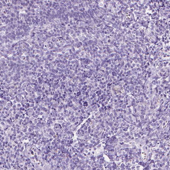 WDR16 Antibody in Immunohistochemistry (Paraffin) (IHC (P))