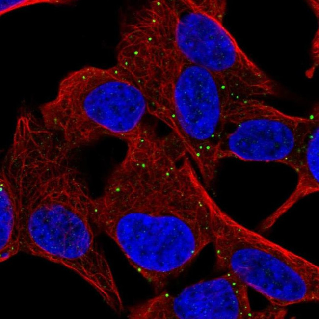 MYCBPAP Antibody in Immunocytochemistry (ICC/IF)
