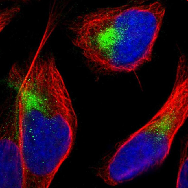 TANC2 Antibody in Immunocytochemistry (ICC/IF)