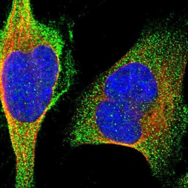 MARCH10 Antibody in Immunocytochemistry (ICC/IF)