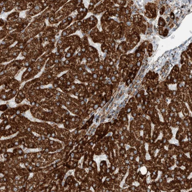 CNTROB Antibody in Immunohistochemistry (Paraffin) (IHC (P))