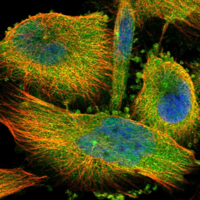CCDC57 Antibody in Immunocytochemistry (ICC/IF)