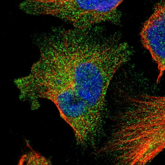 FAM83G Antibody in Immunocytochemistry (ICC/IF)