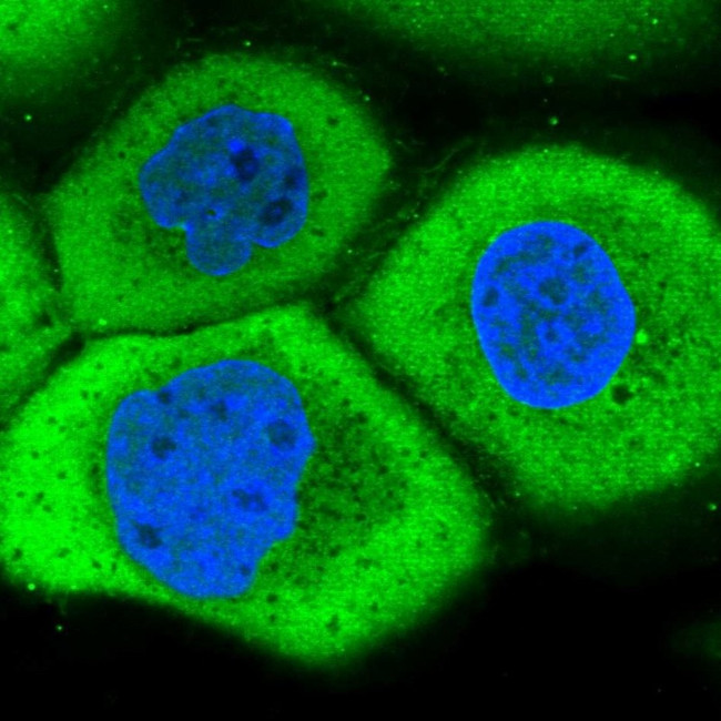 LRRC45 Antibody in Immunocytochemistry (ICC/IF)