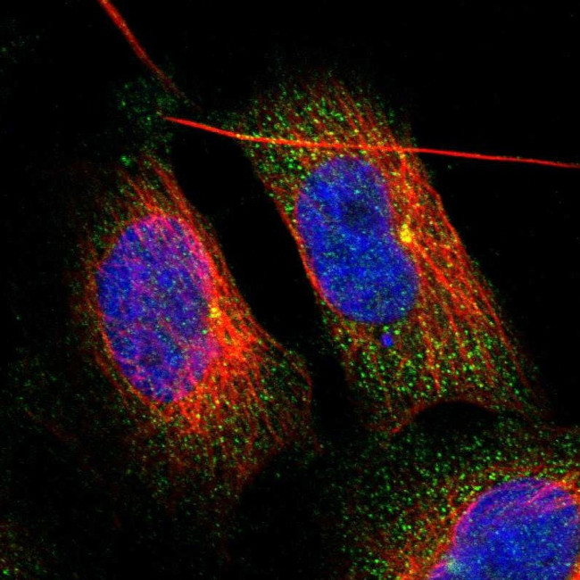 ZFAND1 Antibody in Immunocytochemistry (ICC/IF)