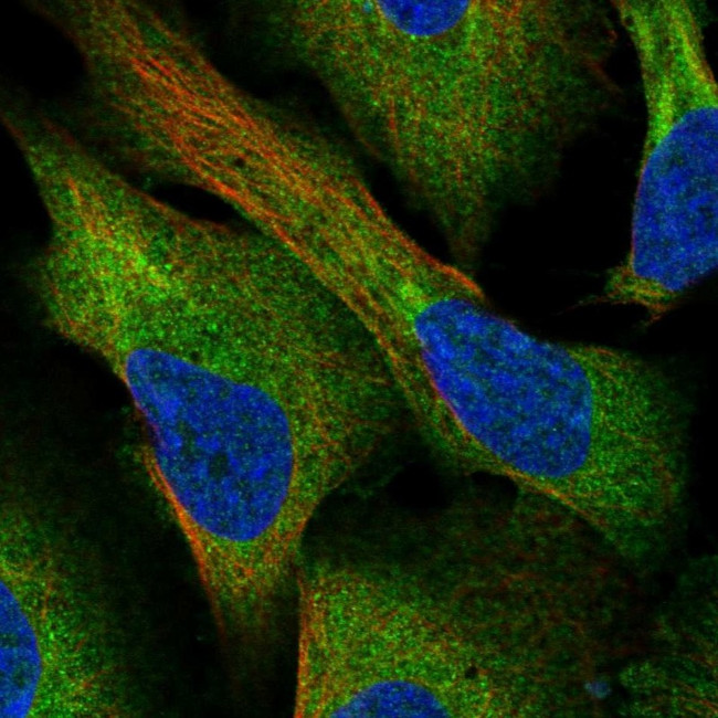 CCDC43 Antibody in Immunocytochemistry (ICC/IF)