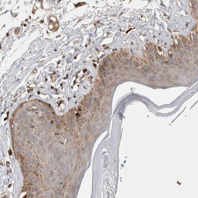 C17orf53 Antibody in Immunohistochemistry (Paraffin) (IHC (P))