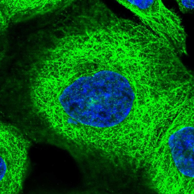 ZNF347 Antibody in Immunocytochemistry (ICC/IF)