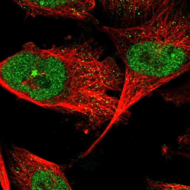 ZNF566 Antibody in Immunocytochemistry (ICC/IF)