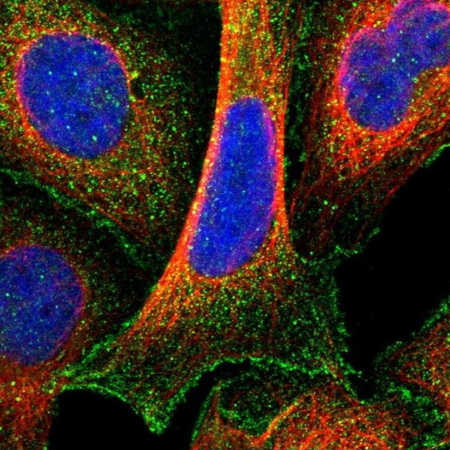 MGC87631 Antibody in Immunocytochemistry (ICC/IF)