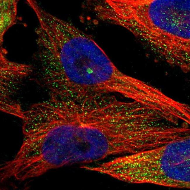 KIAA0753 Antibody in Immunocytochemistry (ICC/IF)