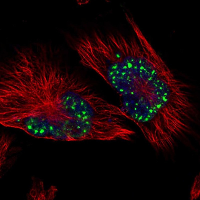 SON Antibody in Immunocytochemistry (ICC/IF)
