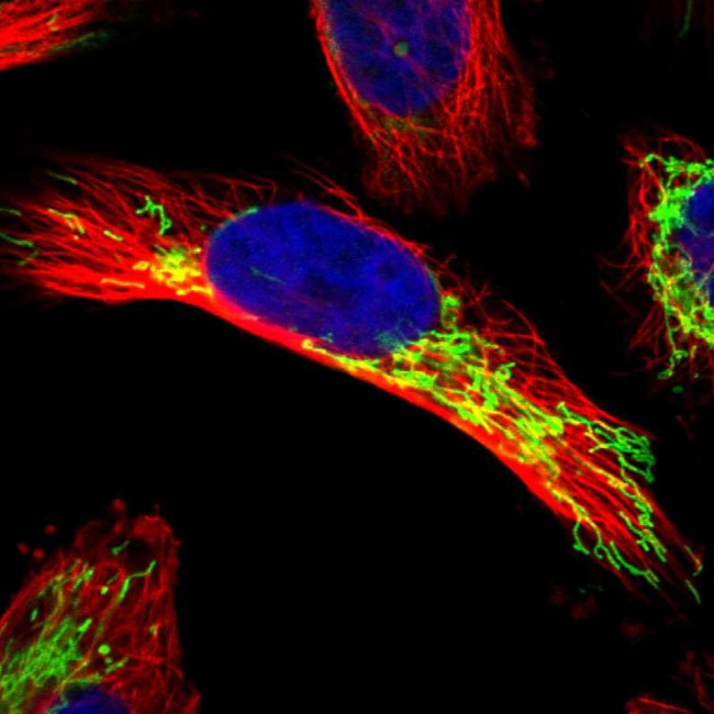 APBB2 Antibody in Immunocytochemistry (ICC/IF)