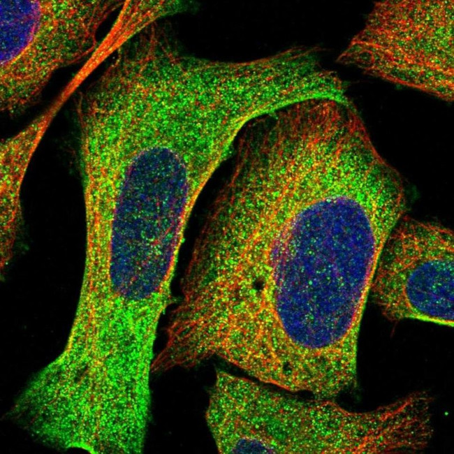 SYNRG Antibody in Immunocytochemistry (ICC/IF)