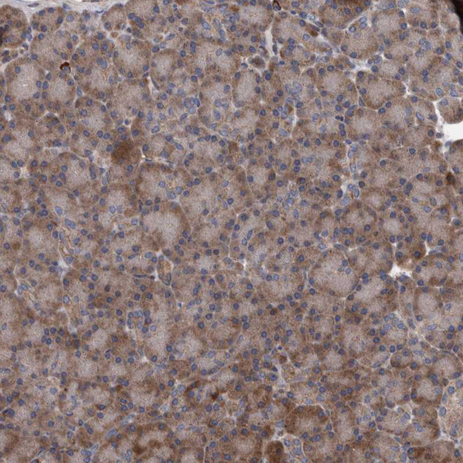 B3GNTL1 Antibody in Immunohistochemistry (Paraffin) (IHC (P))