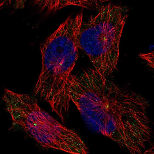 WDR67 Antibody in Immunocytochemistry (ICC/IF)