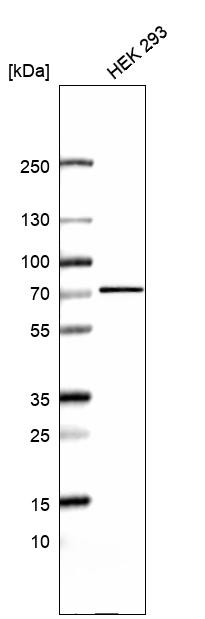 RUNDC1 Antibody in Western Blot (WB)