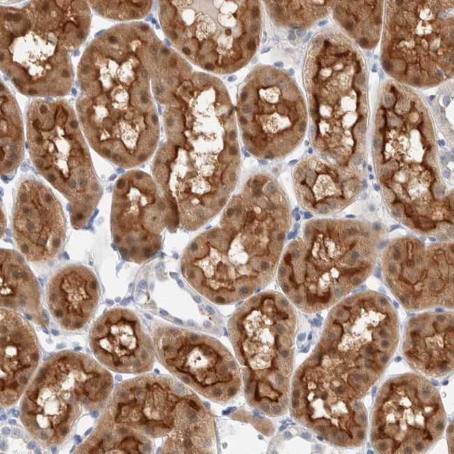 METRNL Antibody in Immunohistochemistry (Paraffin) (IHC (P))