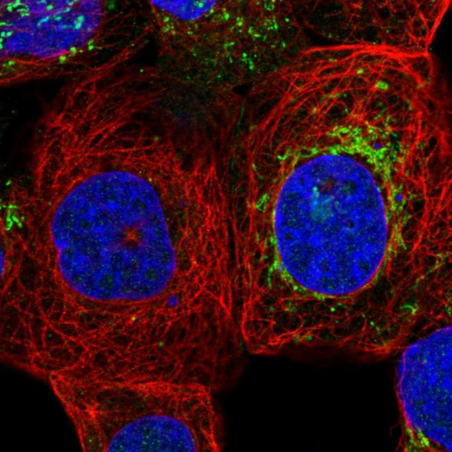 ZNF48 Antibody in Immunocytochemistry (ICC/IF)