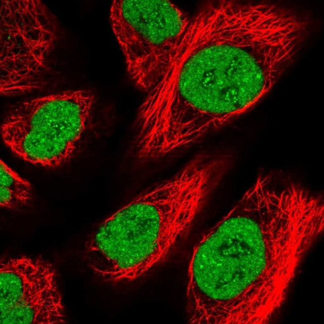 ZFHX4 Antibody in Immunocytochemistry (ICC/IF)