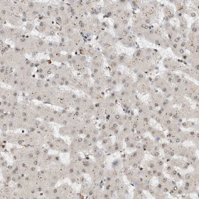 ZNF521 Antibody in Immunohistochemistry (Paraffin) (IHC (P))
