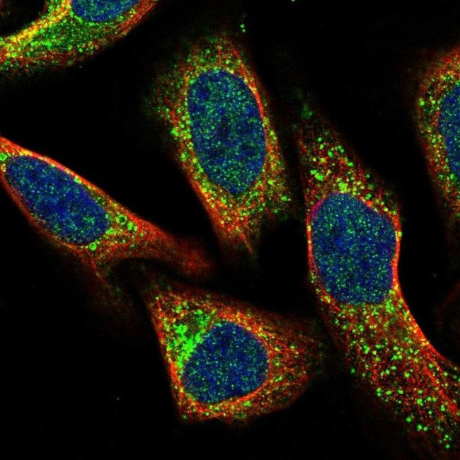 CMTM4 Antibody in Immunocytochemistry (ICC/IF)