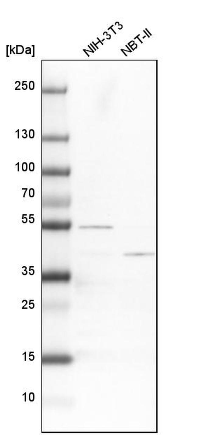 V-ATPase C1 Antibody in Western Blot (WB)