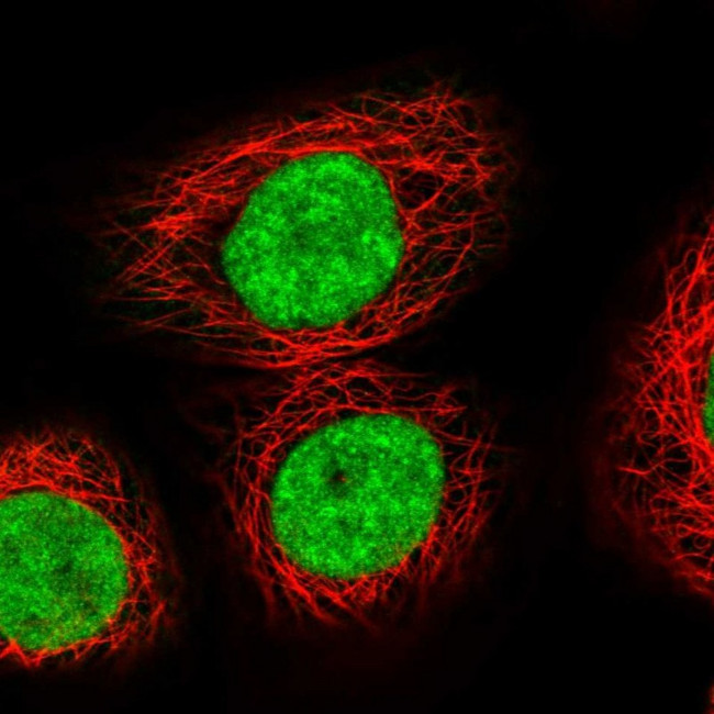 XPO5 Antibody in Immunocytochemistry (ICC/IF)