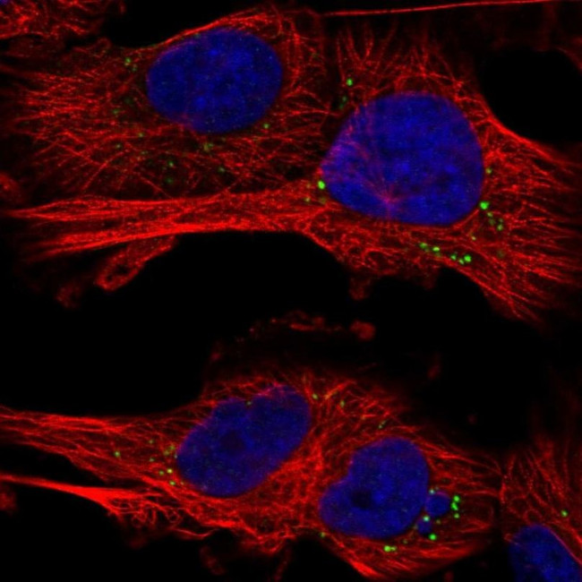 FAM132A Antibody in Immunocytochemistry (ICC/IF)